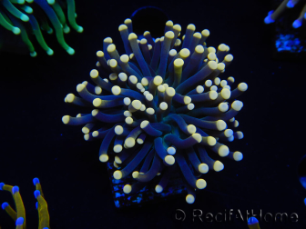 WYSIWYG Euphyllia glabrescens (Maricoltura acclimatata sotto LED) 8I6