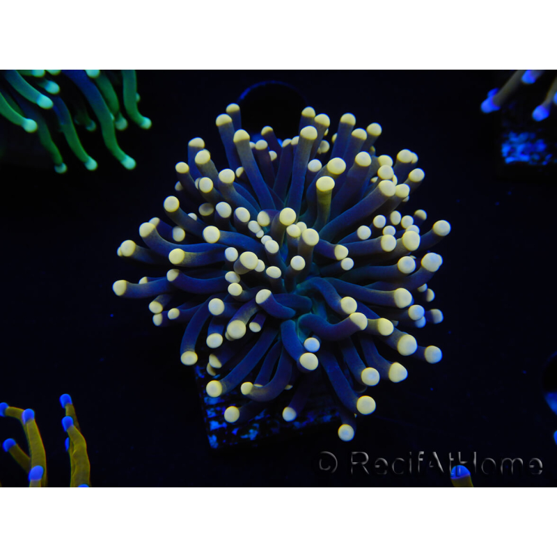 WYSIWYG Euphyllia glabrescens (Maricoltura acclimatata sotto LED) 8I6