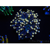 WYSIWYG Euphyllia glabrescens (Mariculture acclimaté sous LED) 8I6