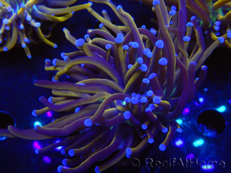 WYSIWYG Euphyllia glabrescens (Maricoltura acclimatata sotto LED) 8I7