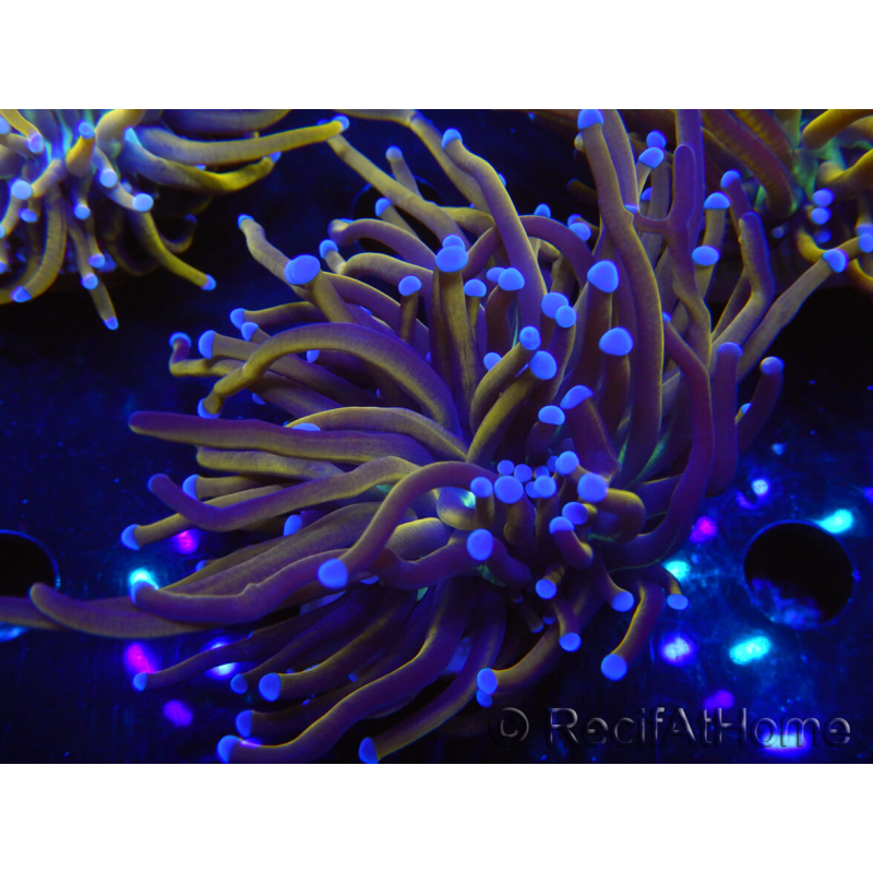 WYSIWYG Euphyllia glabrescens (Maricoltura acclimatata sotto LED) 8I7