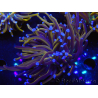 WYSIWYG Euphyllia glabrescens (Maricoltura acclimatata sotto LED) 8I7