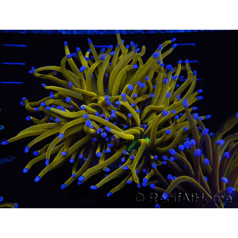 WYSIWYG Euphyllia glabrescens (Maricoltura acclimatata sotto LED) 8J1