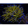 WYSIWYG Euphyllia glabrescens (Maricoltura acclimatata sotto LED) 8J1