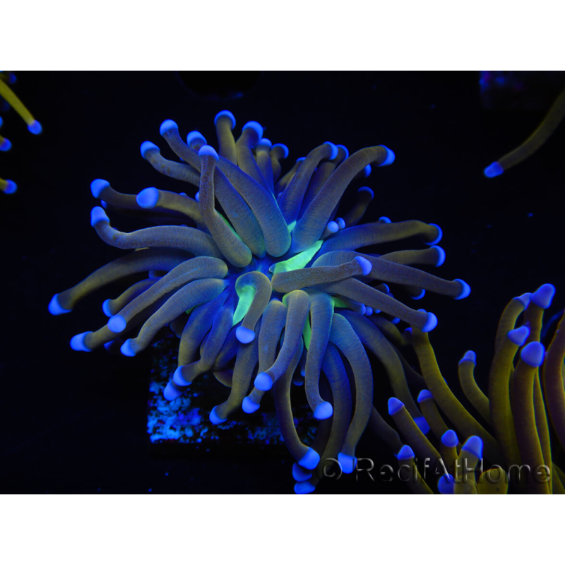 WYSIWYG Euphyllia glabrescens (Maricoltura acclimatata sotto LED) 8J2