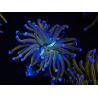 WYSIWYG Euphyllia glabrescens (Maricoltura acclimatata sotto LED) 8J2