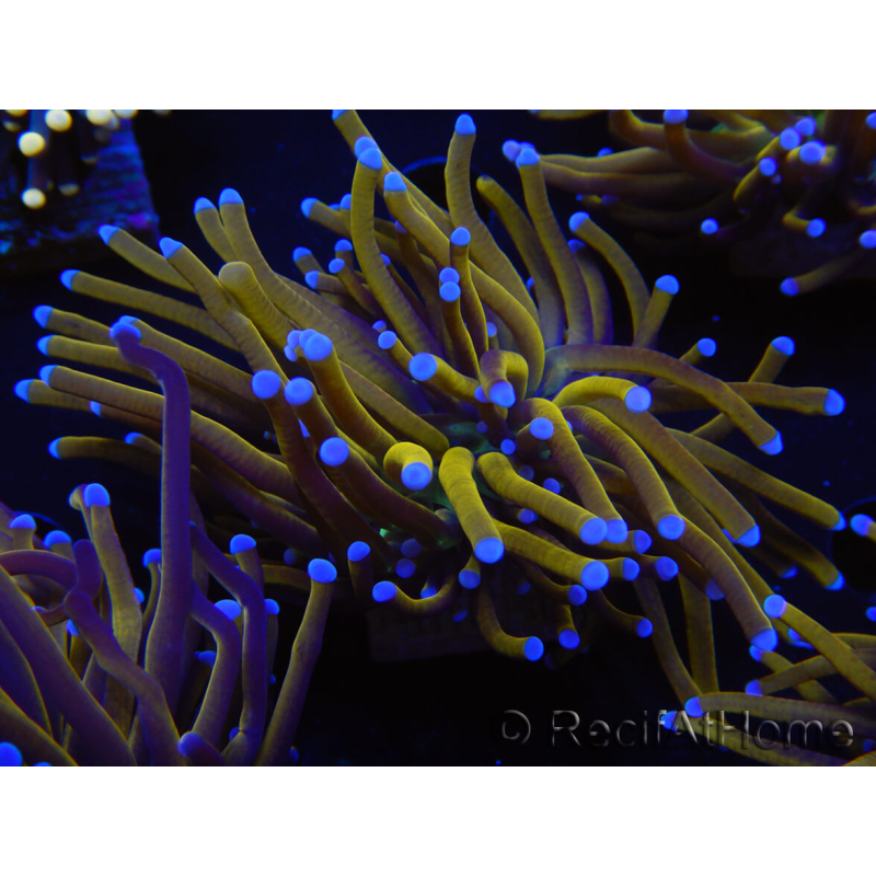 WYSIWYG Euphyllia glabrescens (Maricoltura acclimatata sotto LED) 8J3