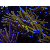 WYSIWYG Euphyllia glabrescens (Maricoltura acclimatata sotto LED) 8J3