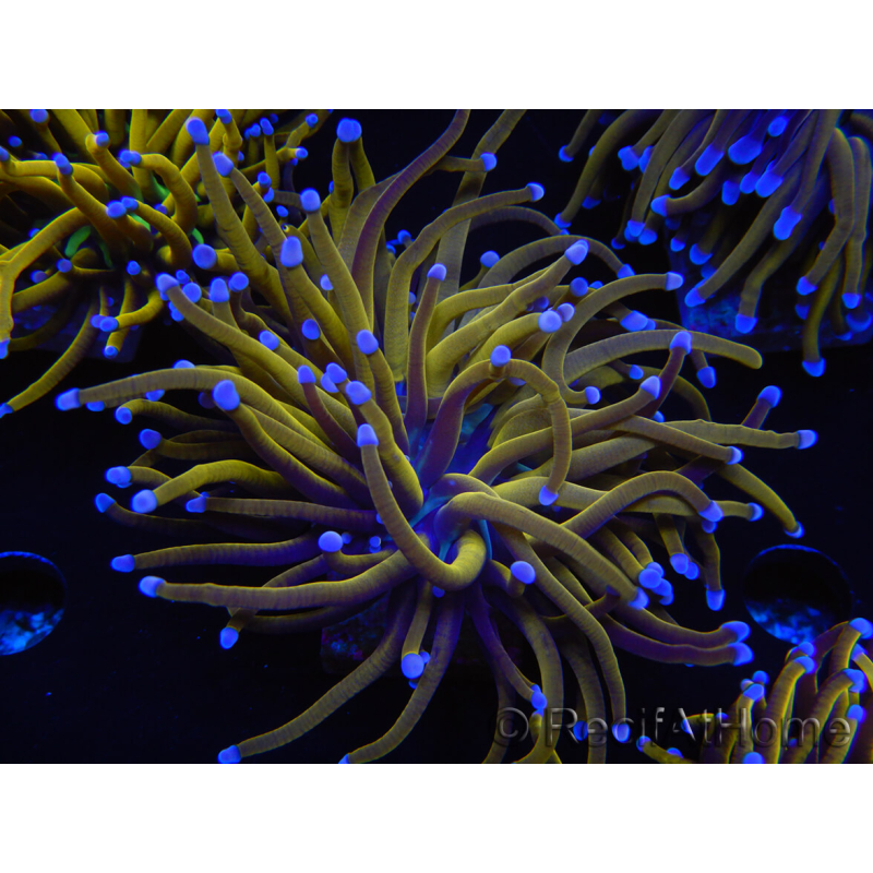 WYSIWYG Euphyllia glabrescens (Mariculture acclimaté sous LED) 8J4