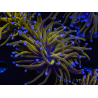 WYSIWYG Euphyllia glabrescens (Mariculture acclimaté sous LED) 8J4