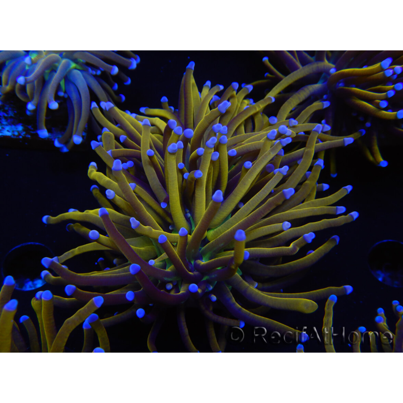 WYSIWYG Euphyllia glabrescens (Maricoltura acclimatata sotto LED) 8J5