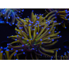 WYSIWYG Euphyllia glabrescens (Maricoltura acclimatata sotto LED) 8J5