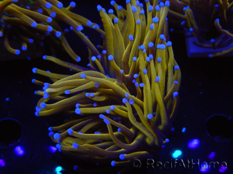 WYSIWYG Euphyllia glabrescens (Mariculture acclimaté sous LED) 8J6