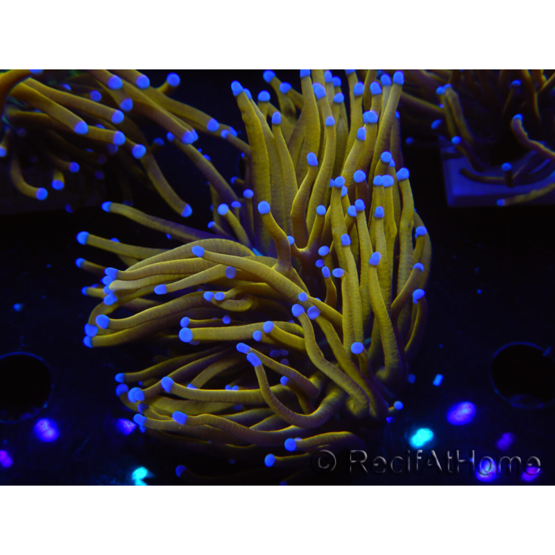 WYSIWYG Euphyllia glabrescens (Maricoltura acclimatata sotto LED) 8J6