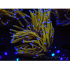 WYSIWYG Euphyllia glabrescens (Mariculture acclimaté sous LED) 8J6