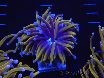 WYSIWYG Euphyllia glabrescens (Maricoltura acclimatata sotto LED) 8J7