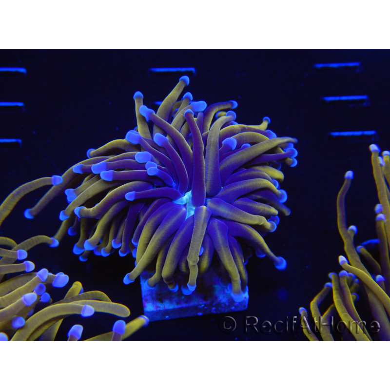 WYSIWYG Euphyllia glabrescens (Maricoltura acclimatata sotto LED) 8J7