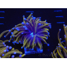 WYSIWYG Euphyllia glabrescens (Mariculture acclimaté sous LED) 8J7