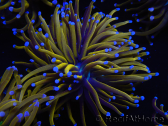 WYSIWYG Euphyllia glabrescens (Maricultura acclimatata sotto LED) 8K1