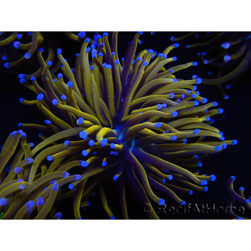 WYSIWYG Euphyllia glabrescens (Maricultura aclimatada bajo LED) 8K1