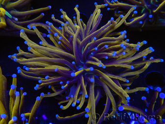 WYSIWYG Euphyllia glabrescens (Mariculture acclimaté sous LED) 8K2