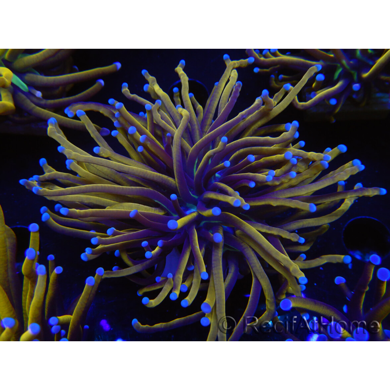 WYSIWYG Euphyllia glabrescens (Maricoltura acclimatata sotto LED) 8K2