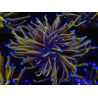 WYSIWYG Euphyllia glabrescens (Mariculture acclimaté sous LED) 8K2