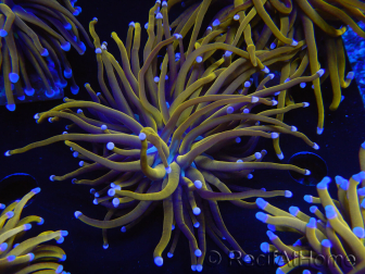 WYSIWYG Euphyllia glabrescens (Mariculture acclimated under LED) 8K3