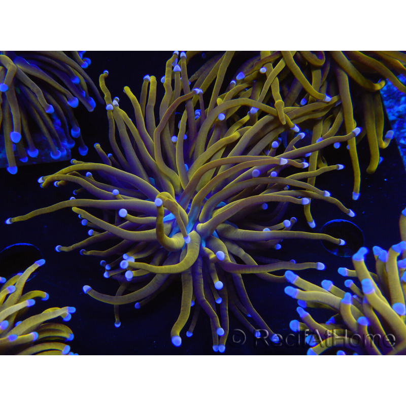 WYSIWYG Euphyllia glabrescens (Mariculture acclimaté sous LED) 8K3