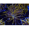 WYSIWYG Euphyllia glabrescens (Mariculture acclimaté sous LED) 8K3