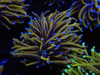 WYSIWYG Euphyllia glabrescens (Maricoltura acclimatata sotto LED) 8K4