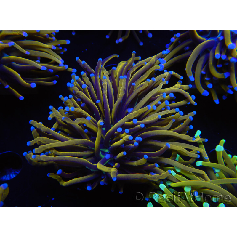 WYSIWYG Euphyllia glabrescens (Mariculture acclimaté sous LED) 8K4