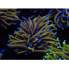 WYSIWYG Euphyllia glabrescens (Mariculture acclimaté sous LED) 8K4