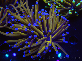 WYSIWYG Euphyllia glabrescens (Mariculture acclimaté sous LED) 8K5