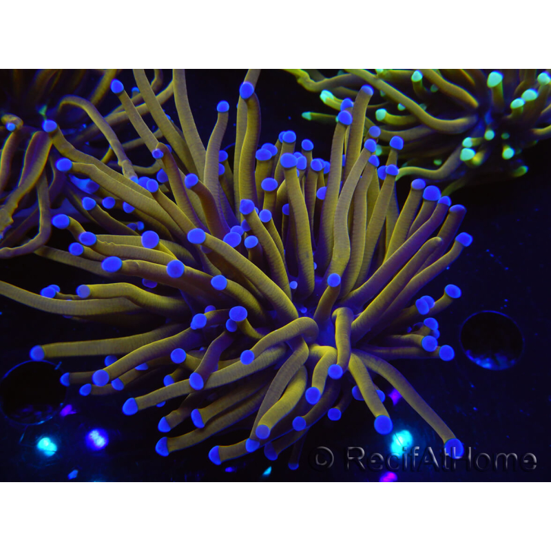 WYSIWYG Euphyllia glabrescens (Maricoltura acclimatata sotto LED) 8K5