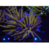 WYSIWYG Euphyllia glabrescens (Mariculture acclimaté sous LED) 8K5