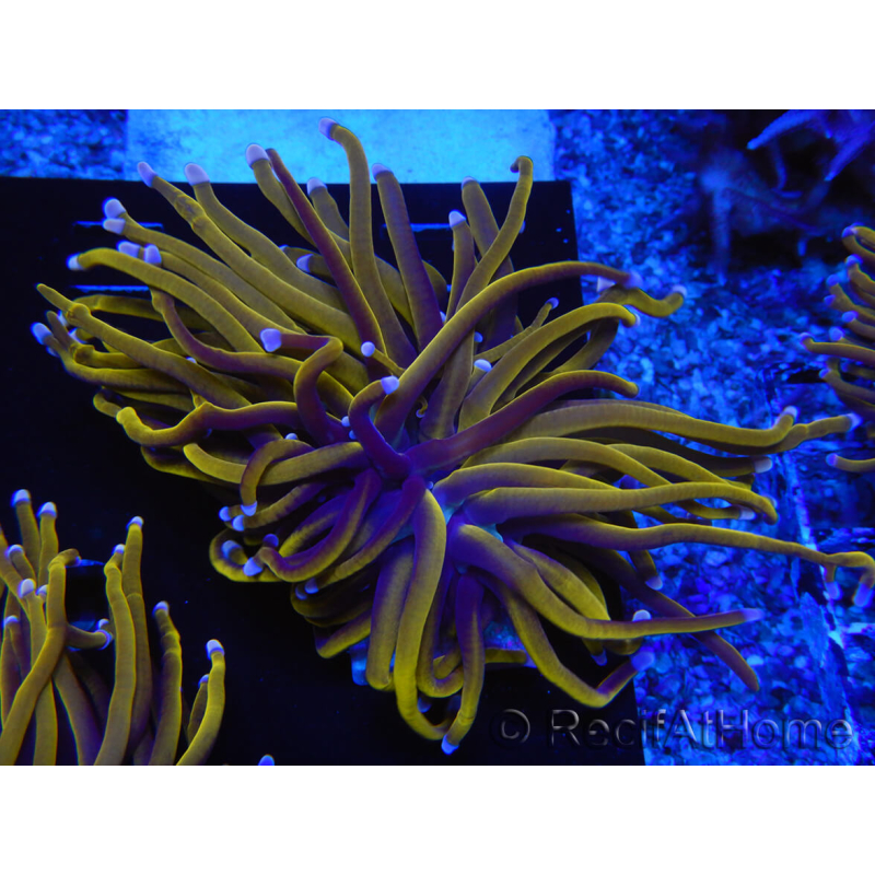 WYSIWYG Euphyllia glabrescens (Maricultura aclimatada bajo LED) 8K6