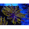 WYSIWYG Euphyllia glabrescens (Maricoltura acclimatata sotto LED) 8K6