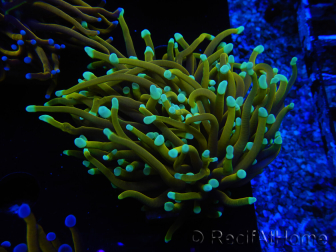 WYSIWYG Euphyllia glabrescens (Mariculture acclimaté sous LED) 8L1