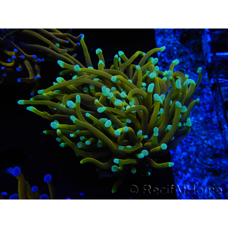 WYSIWYG Euphyllia glabrescens (Maricoltura acclimatata sotto LED) 8L1