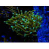 WYSIWYG Euphyllia glabrescens (Mariculture acclimated under LED) 8L1