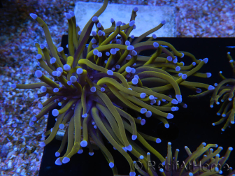 WYSIWYG Euphyllia glabrescens (maricoltura acclimatata sotto LED) 8F5