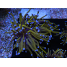 WYSIWYG Euphyllia glabrescens (maricoltura acclimatata sotto LED) 8F5