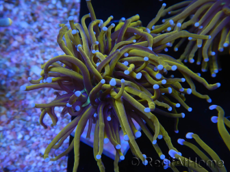 WYSIWYG Euphyllia glabrescens (Maricultura acclimatata sotto LED) 8F6