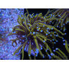 WYSIWYG Euphyllia glabrescens (Maricultura acclimatata sotto LED) 8F6