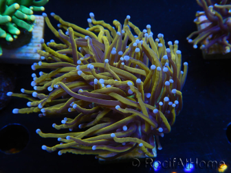 WYSIWYG Euphyllia glabrescens (Maricoltura acclimatata sotto LED) 8H2