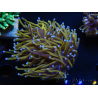 WYSIWYG Euphyllia glabrescens (Maricoltura acclimatata sotto LED) 8H2