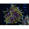 WYSIWYG Euphyllia glabrescens (Mariculture acclimaté sous LED) 8H3