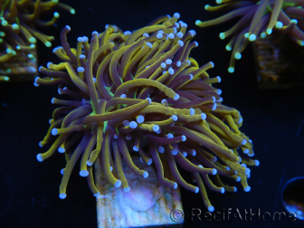 WYSIWYG Euphyllia glabrescens (Maricoltura acclimatata sotto LED) 8H4