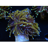 WYSIWYG Euphyllia glabrescens (Maricoltura acclimatata sotto LED) 8H4